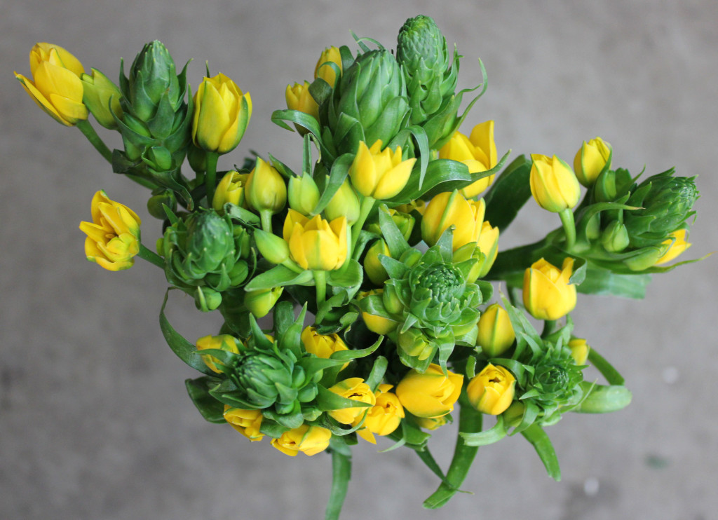 Dubium - Yellow - Photo Credit Allison Linder