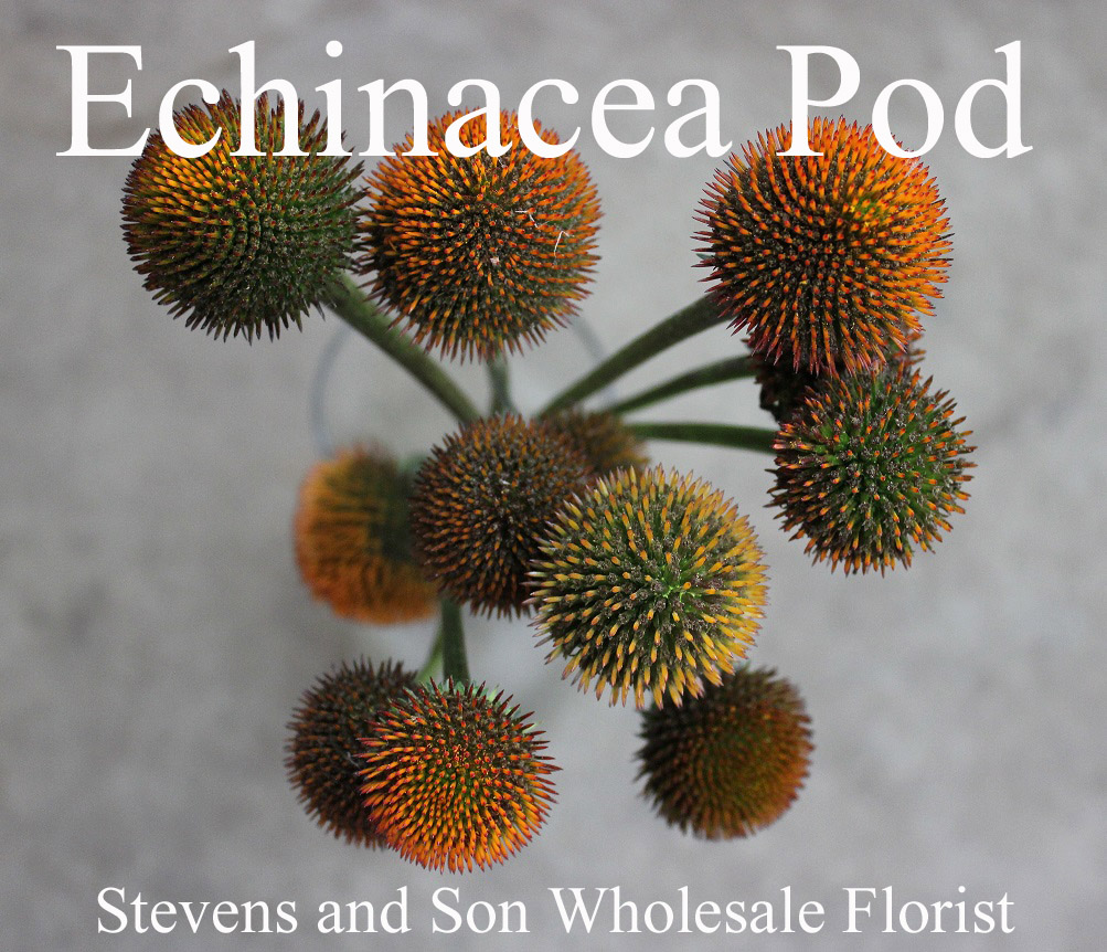Ecinacea Pod - Photo Credit Allison Linder