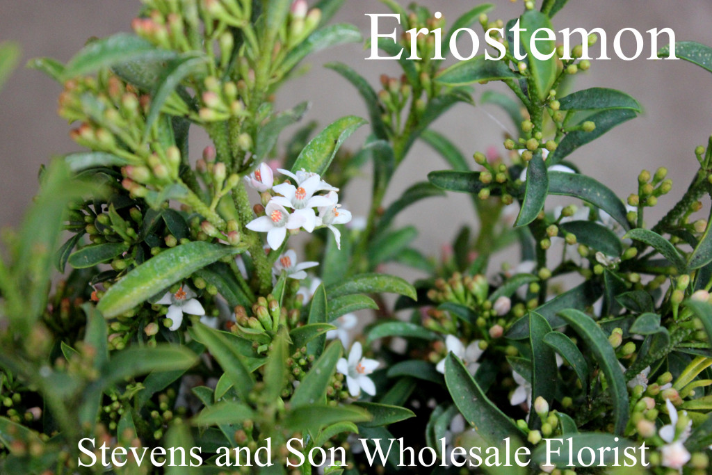 Eriostemon - Photo Credit Allison Linder