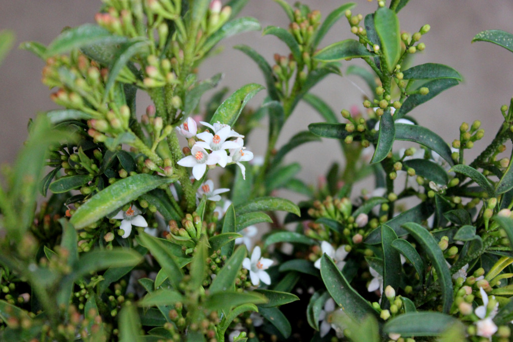 Eriostemon - Side View - Photo Credit Allison Linder
