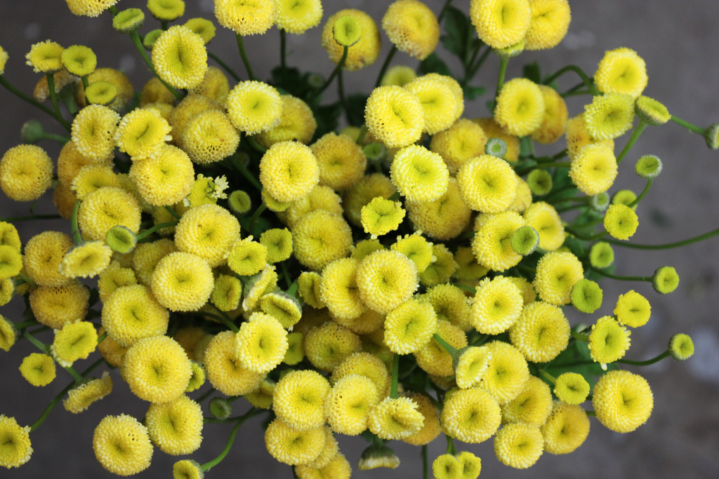 Feverfew - Detail - Photo Credit Allison Linder