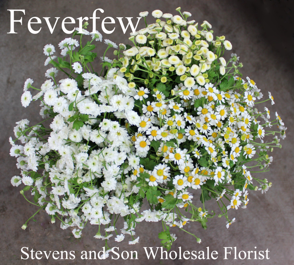 Feverfew - Photo Credit Allison Linder