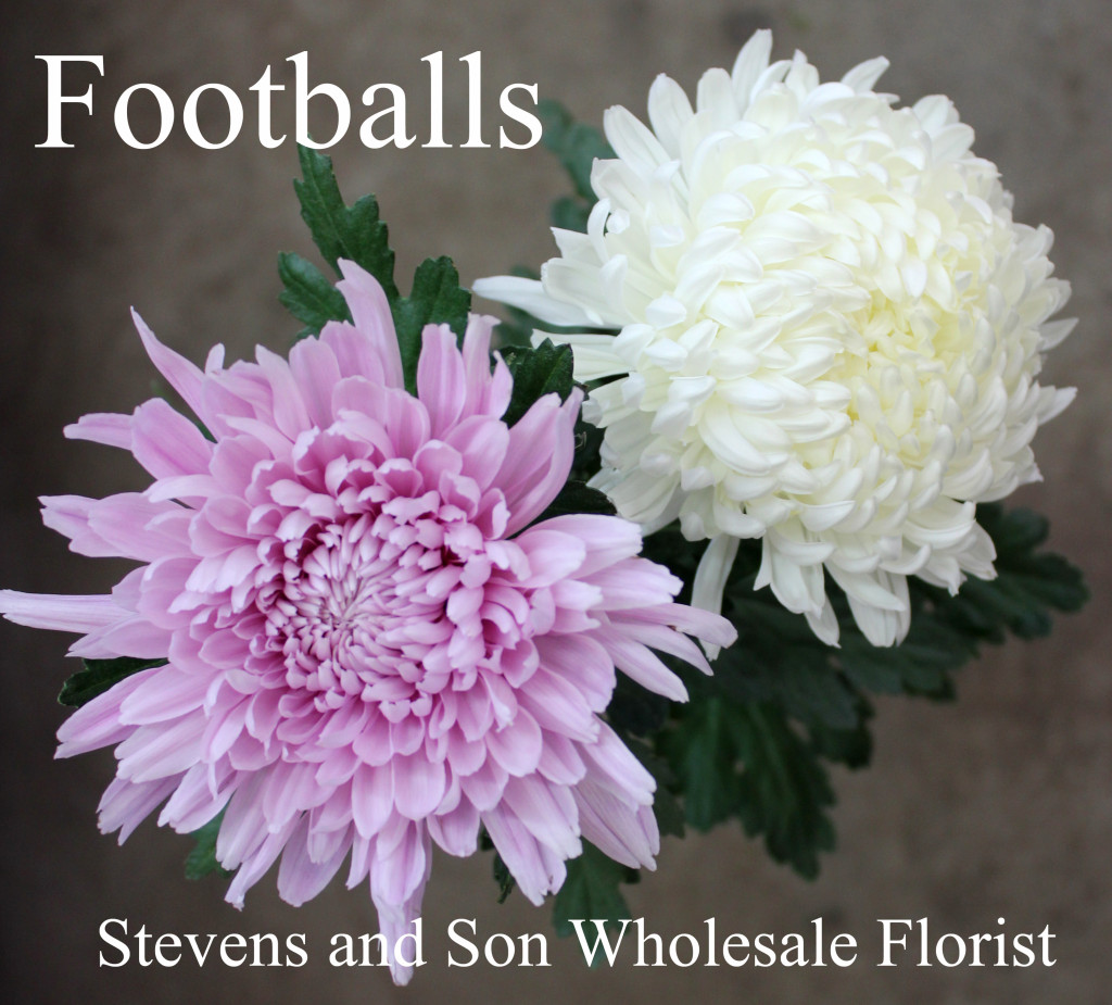 Football - Photo Credit Allison Linder