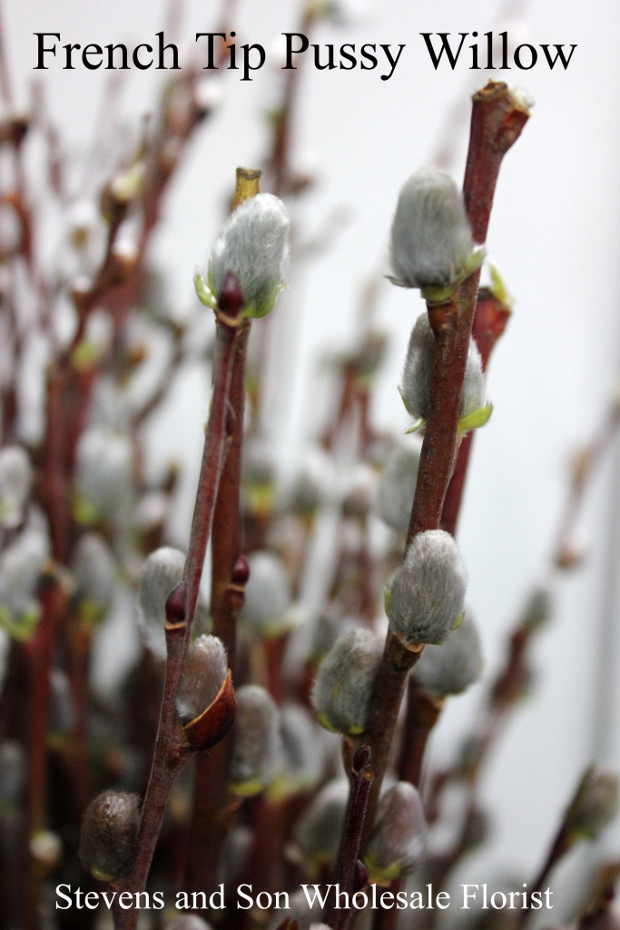 French Tip Pussy Willow - Detail - Photo Credit Allison Linder