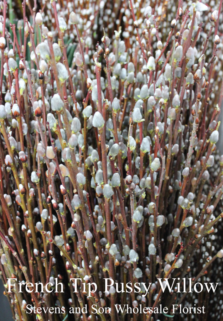 French Tip Pussy Willow - Photo Credit Allison Linder