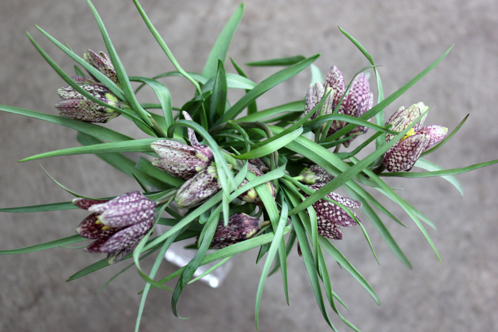 Fritillaria - Aerial View - Photo Credit Allison Linder