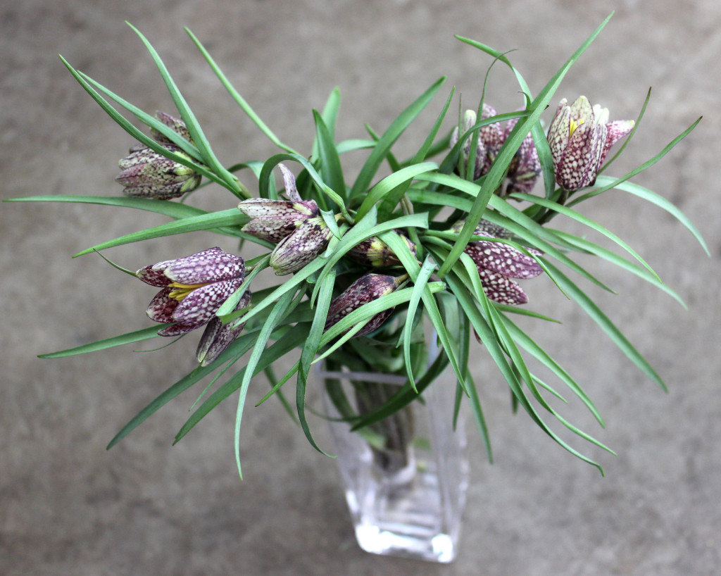 Fritillaria (Meleagris) - Photo Credit Allison Linder