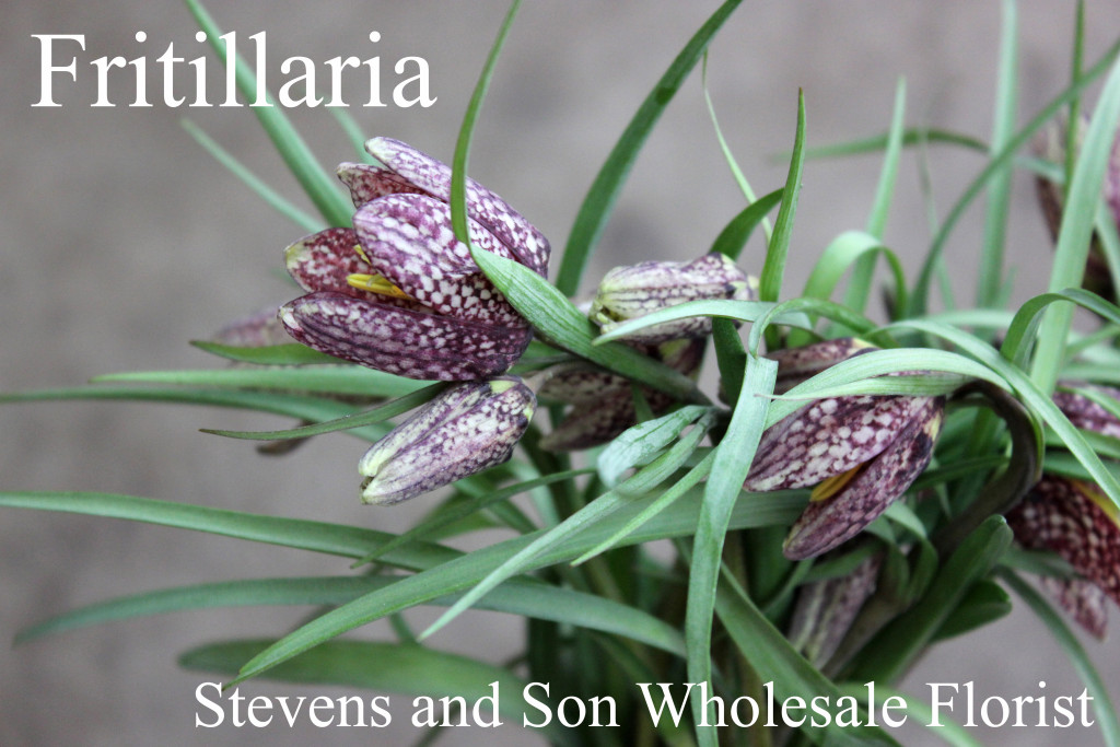 Fritillaria - Photo Credit Allison Linder