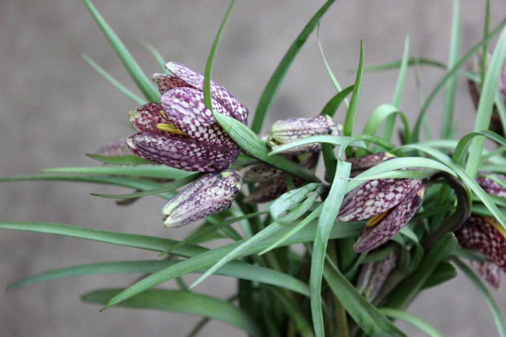 Fritillaria - Side View - Photo Credit Allison Linder