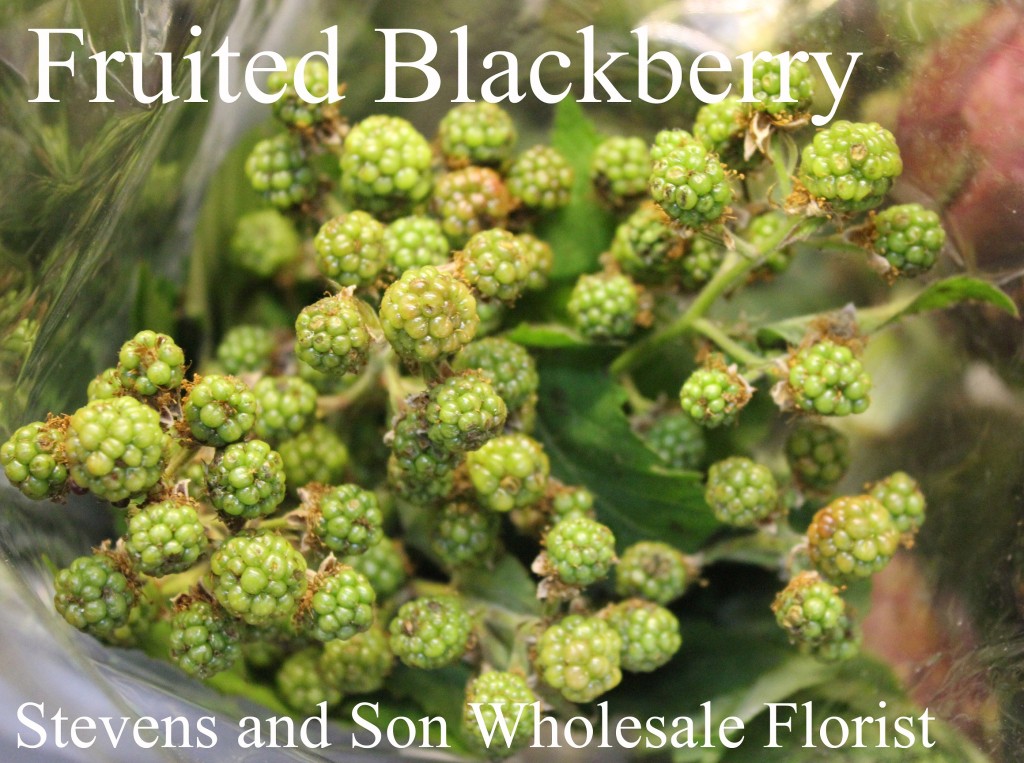 Fruited Blackberry - Photo Credit Allison Linder