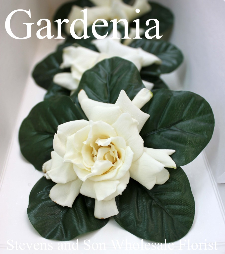 Gardenia-Photo-Credit-Allison-Linder