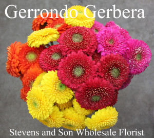 Gerrondo Gerbera - Photo Credit Allison Linder