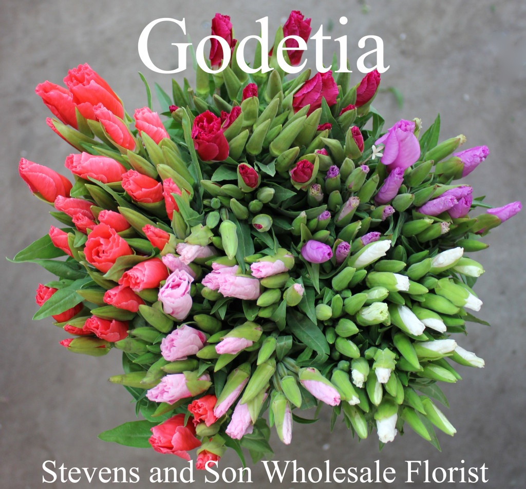 Godetia - Photo Credit Allison Linder