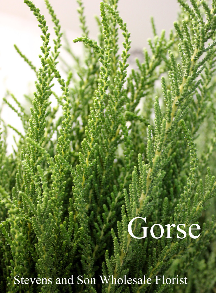Gorse - Photo Credit Allison Linder