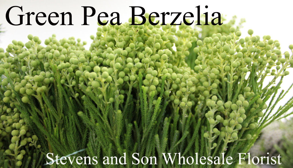 Green Pea Berzelia - Photo Credit Allison Linder