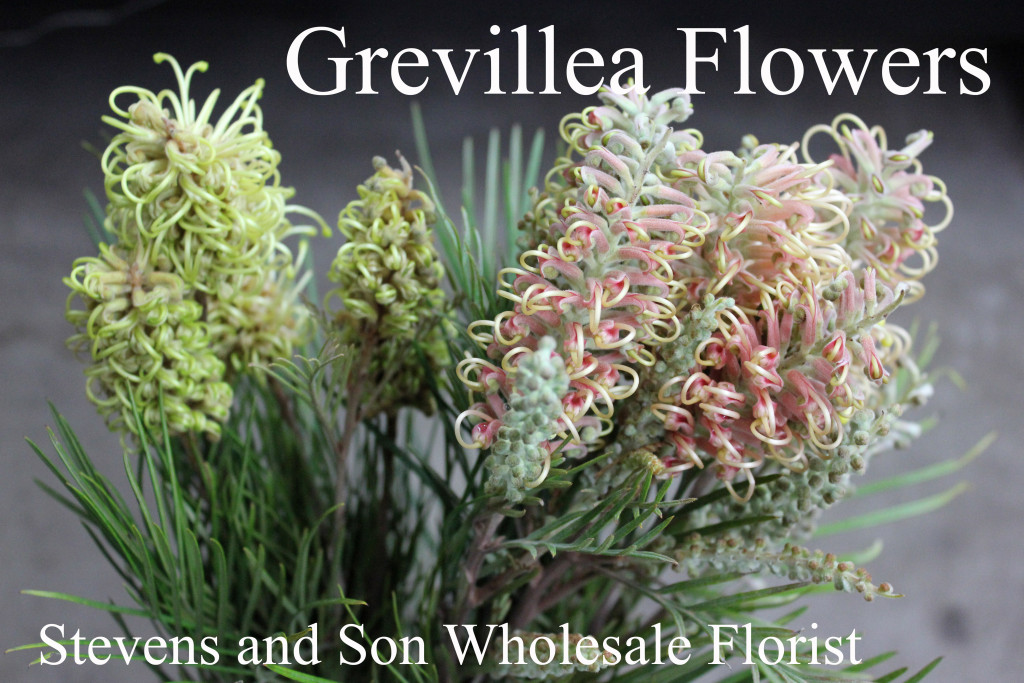 Grevillea Flowers - Photo Credit Allison Linder