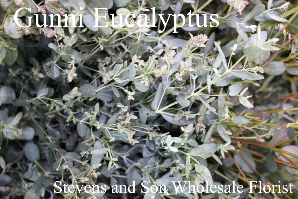 Gunni Eucalyptus - Photo credit Allison Linder