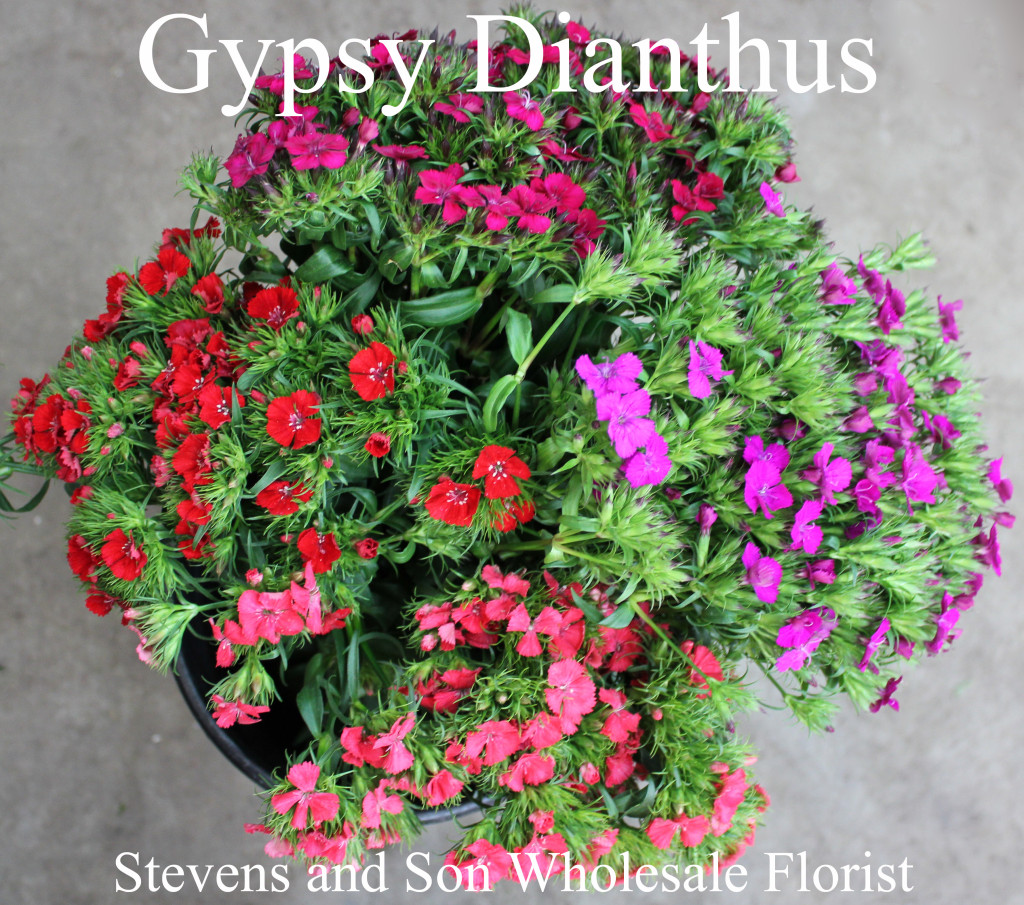 Gypsy Dianthus - Photo Credit Allison Linder