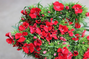 Gypsy Dianthus - Red - Photo Credit Allison Linder