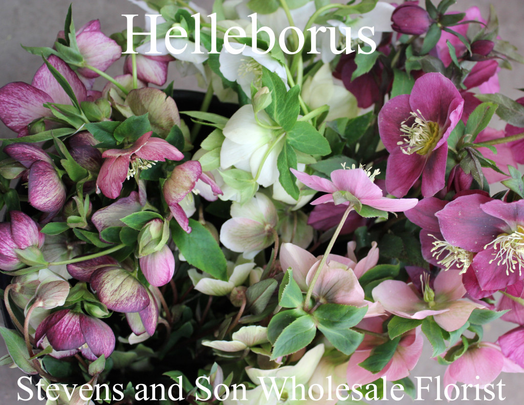 Helleborus - Photo credit Allison Linder