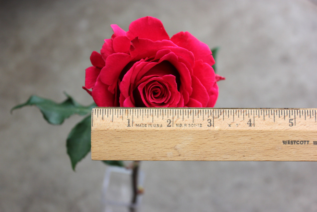 Hot Lady - Measured - Photo Credit Allison Linder