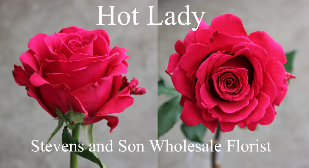 Hot Lady - Photo Credit Allison Linder