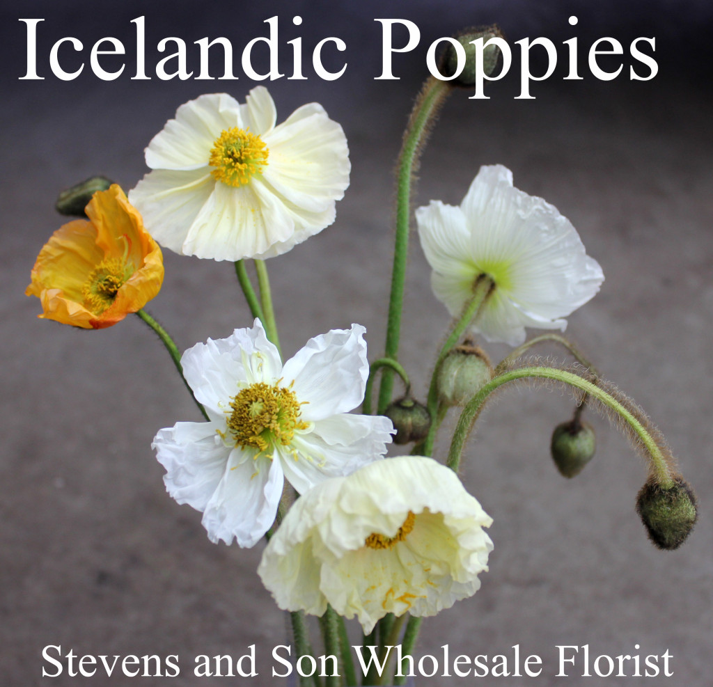 Icelandic Poppies - Photo credit Allison Linder