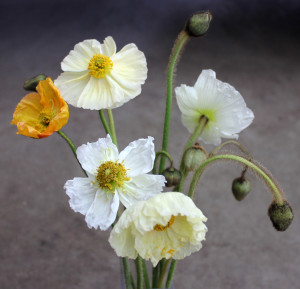 Icelandic Poppies - Side View - Photo credit Allison Linder