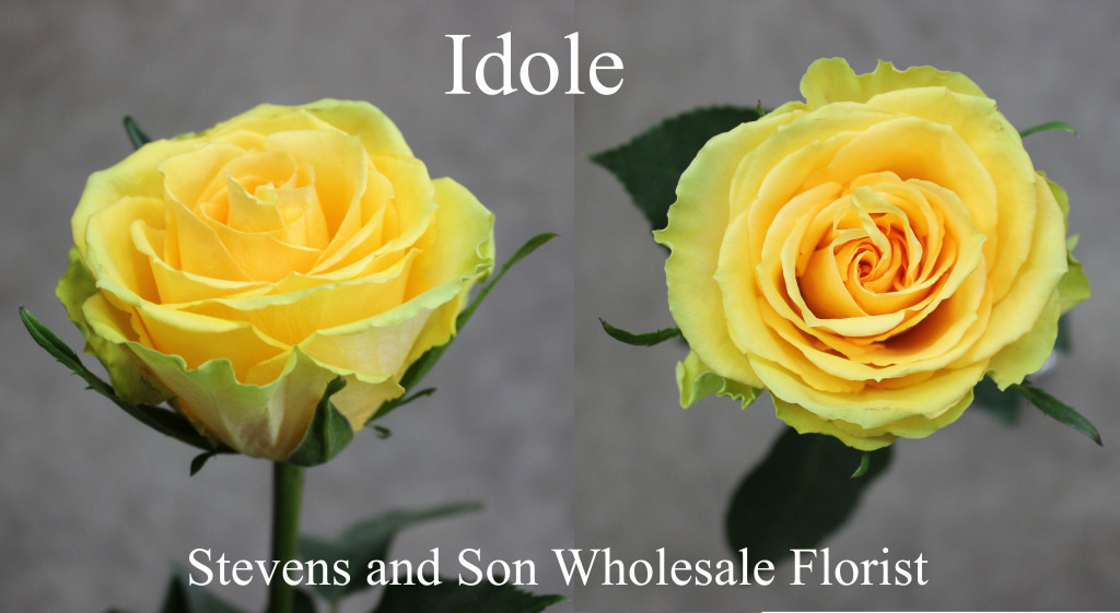 Idole - Photo Credit Allison Linder