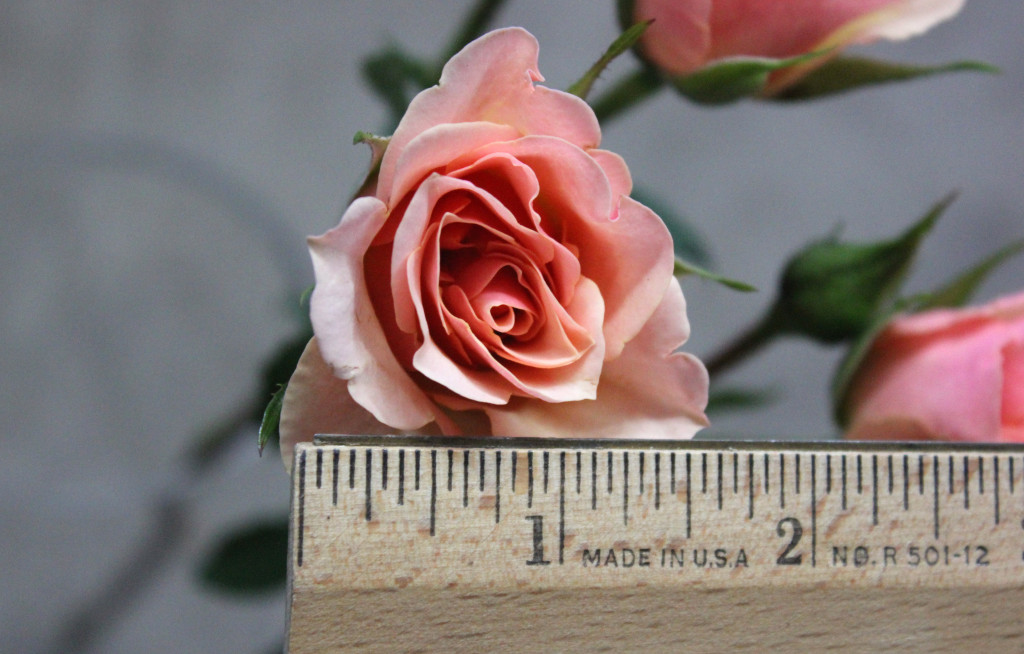 Ilse - Measured - Photo Credit Allison Linder