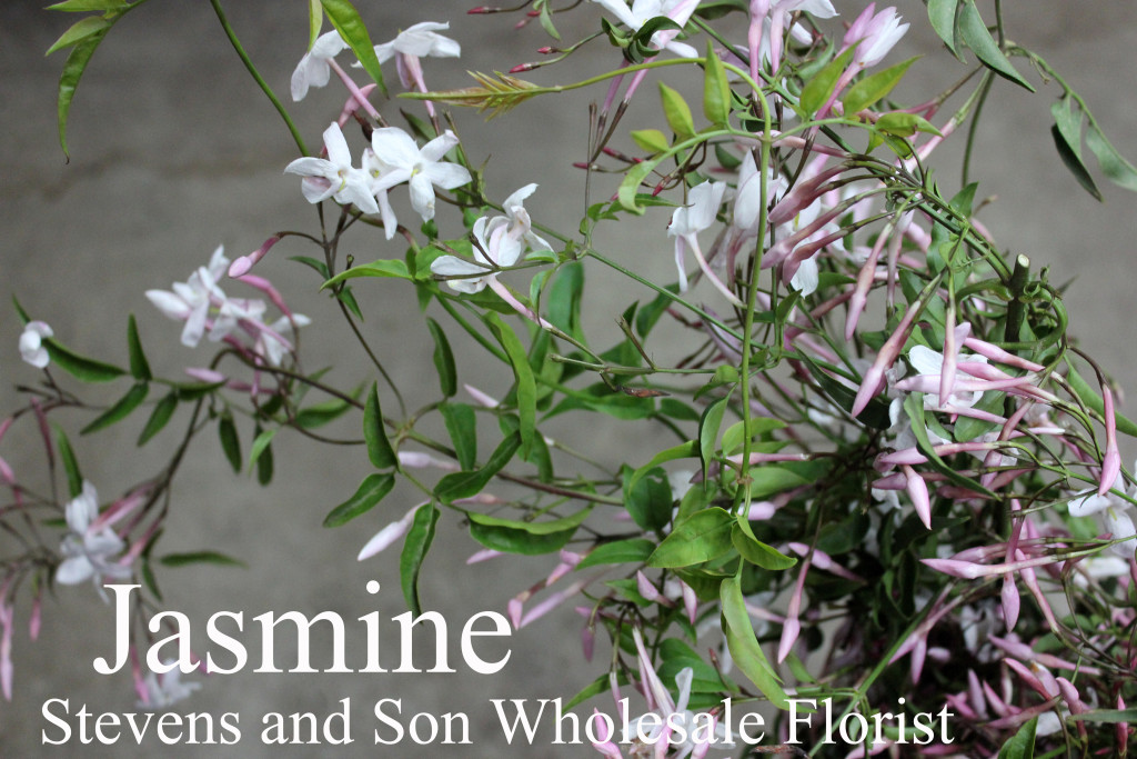 Jasmine - Photo Credit Allison Linder