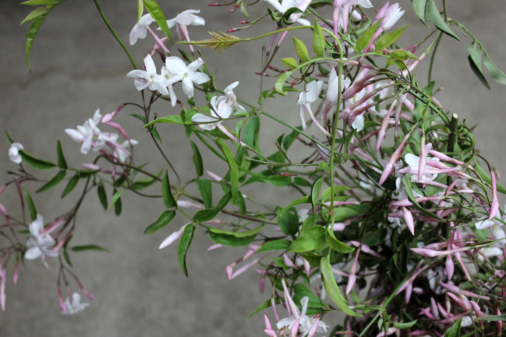Jasmine - Side - Photo Credit Allison Linder