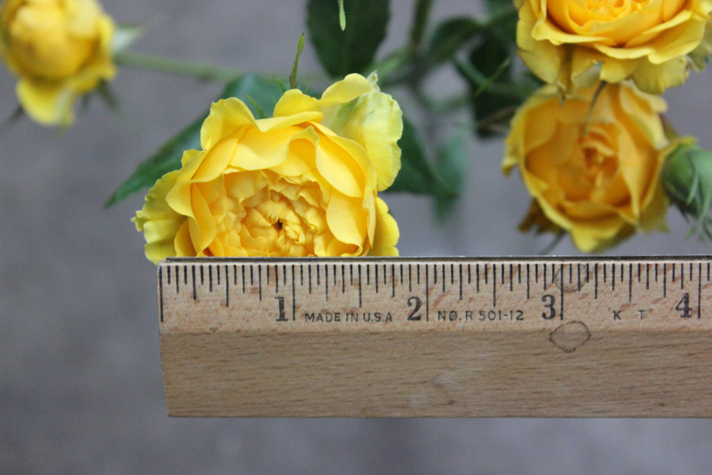 Jenny - Measured - Photo Credit Allison Linder