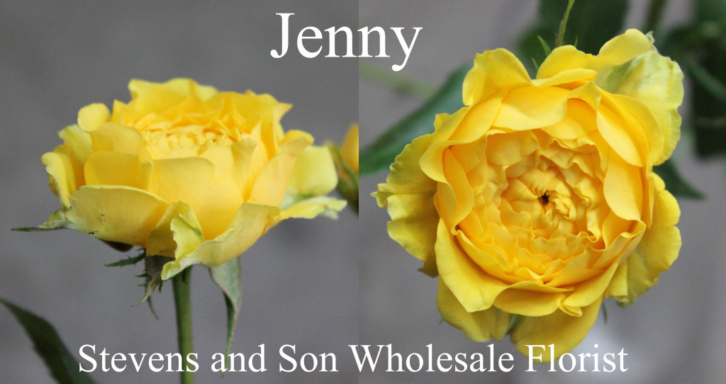 Jenny - Photo Credit Allison Lider