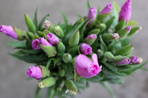 Lavender Godetia - Photo Credit Allison Linder