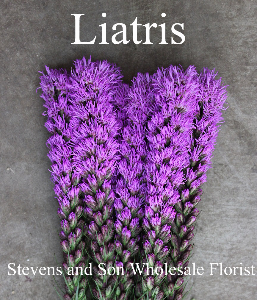 Liatris Photo Credit Allison Linder