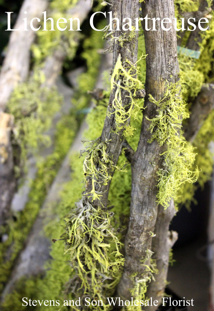 Lichen Chartreuse - Photo Credit Allison Linder