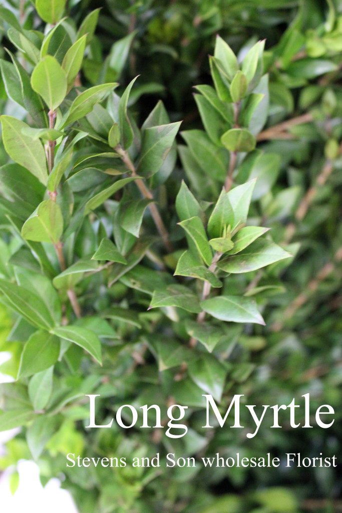 Long Myrtle - Photo Credit Allison Linder