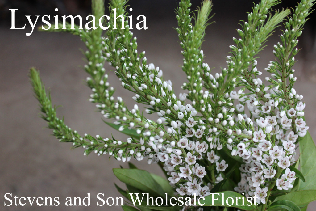 Lysimachia - Photo Credit Allison Linder