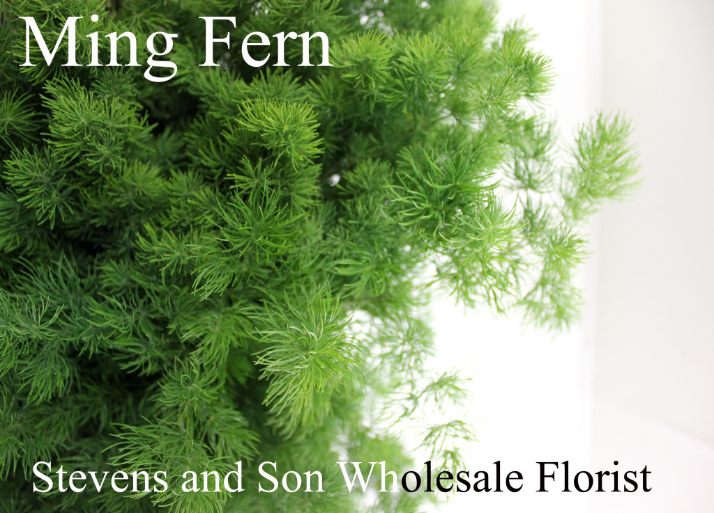 Ming Fern - Photo Credit Allison Linder