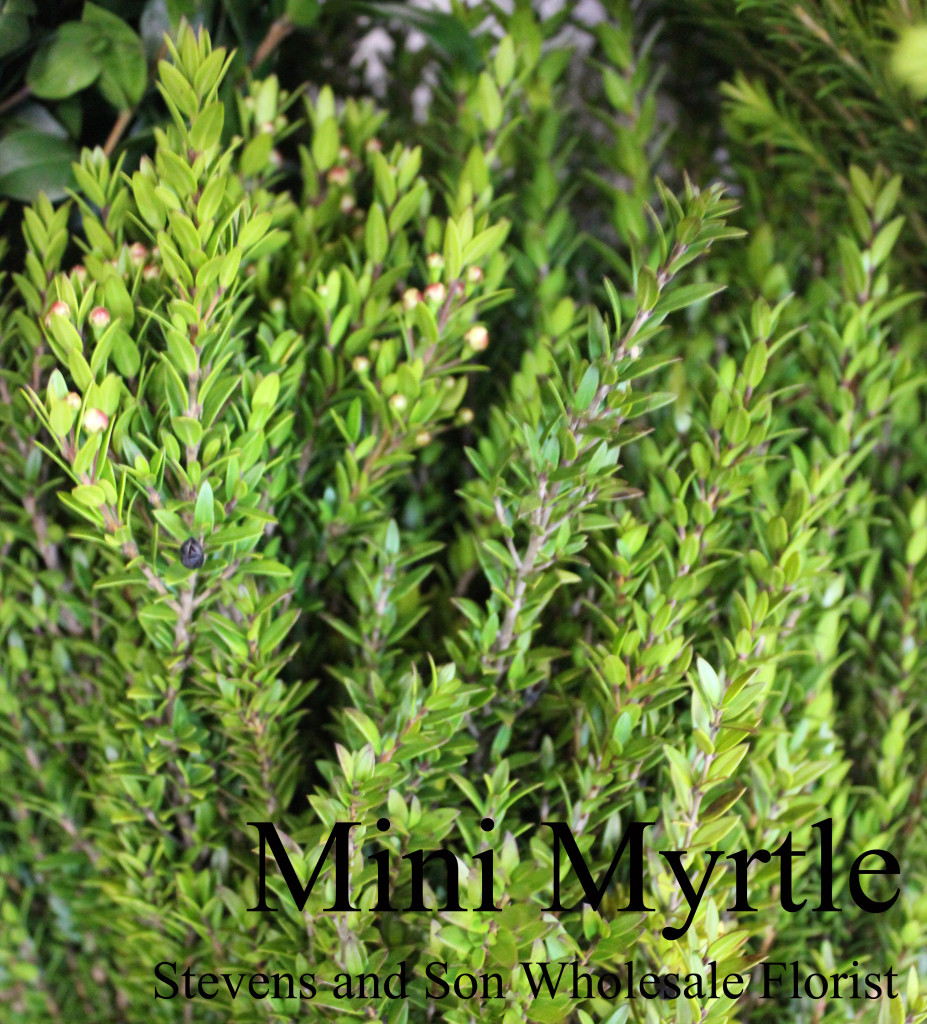 Mini Myrtle - Photo Credit Allison Linder