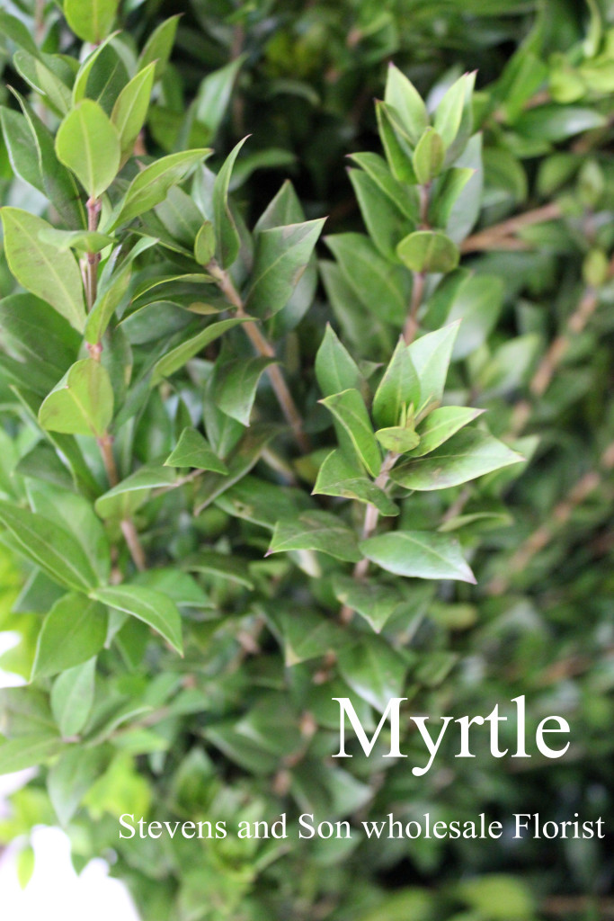 Myrtle - Photo Credit Allison Linder