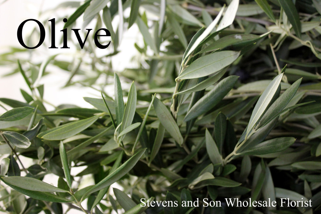 Olive - Photo Credit Allison Linder