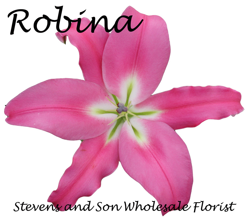 Oriental Lily - Robina - Photo Credit Allison Linder