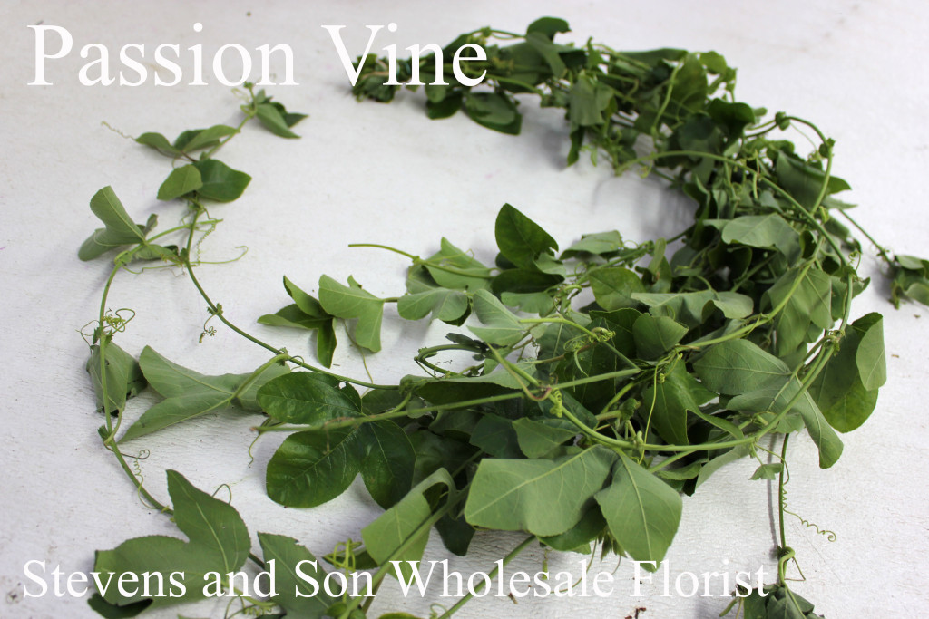 Passion Vine - Photo Credit Allison Linder