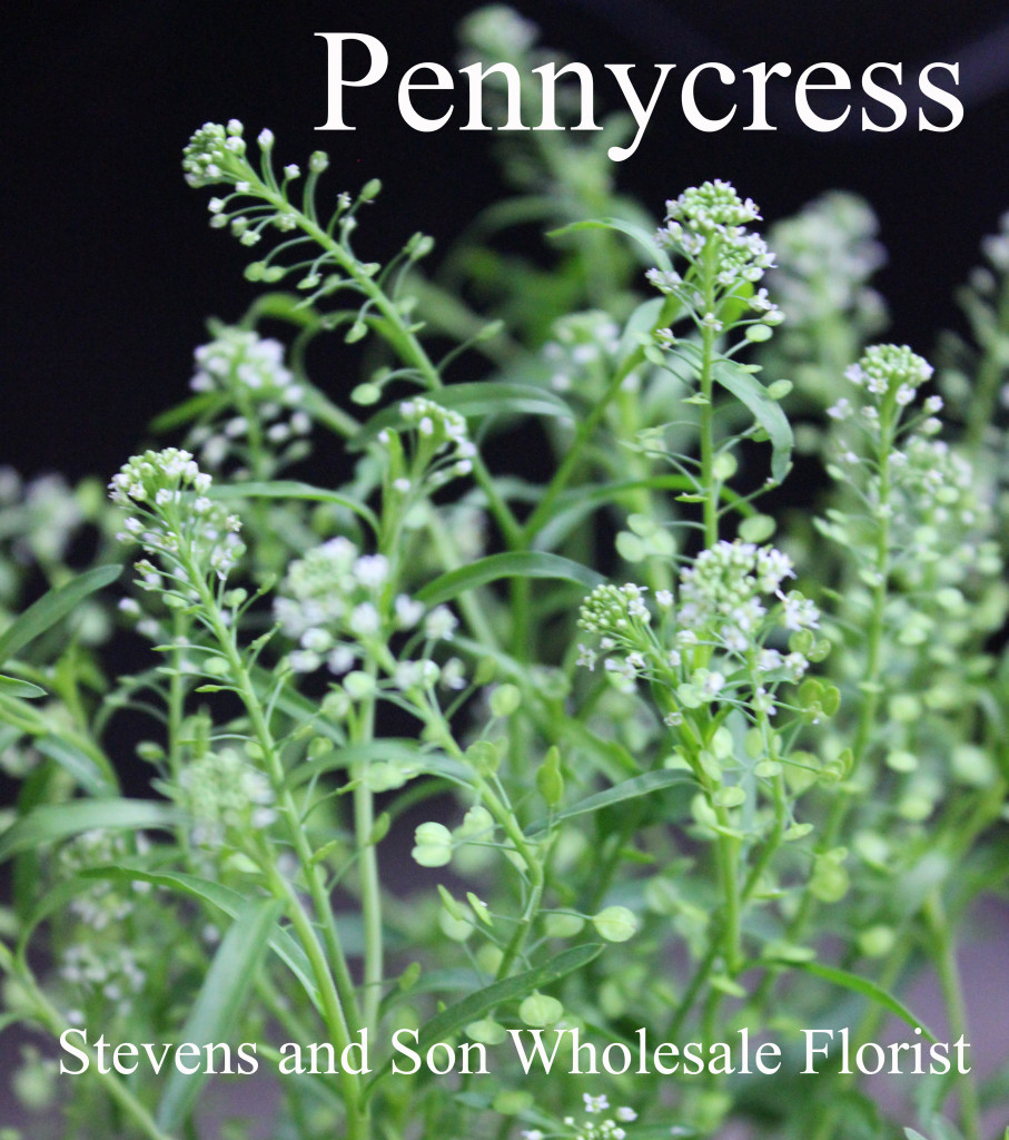 Pennycress - Photo Credit Allison Linder