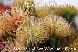 Pincushion Protea - Peach - Photo Credit Allison Linder