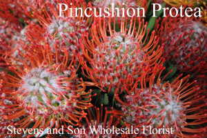 Pincushion Protea - Red - Photo credit Allison Linder