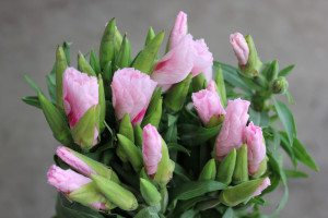 Pink Godetia - Photo Credit Allison Linder