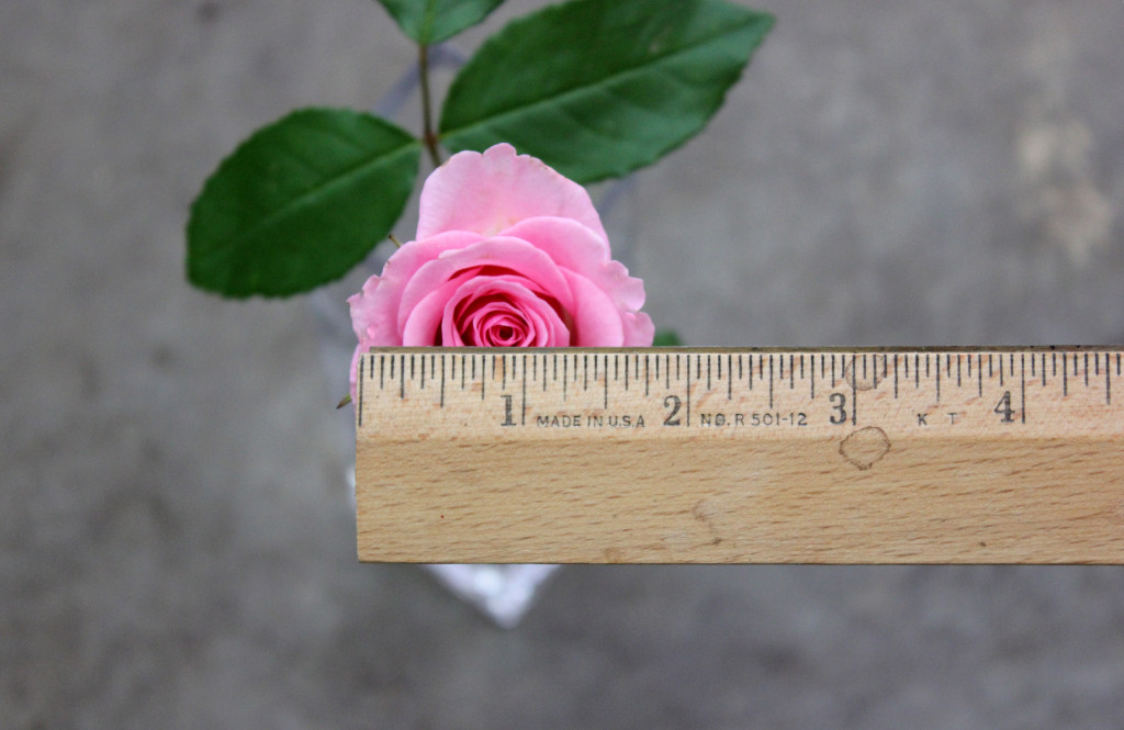 Pink Tango - Measured - Photo Credit Allison Linder